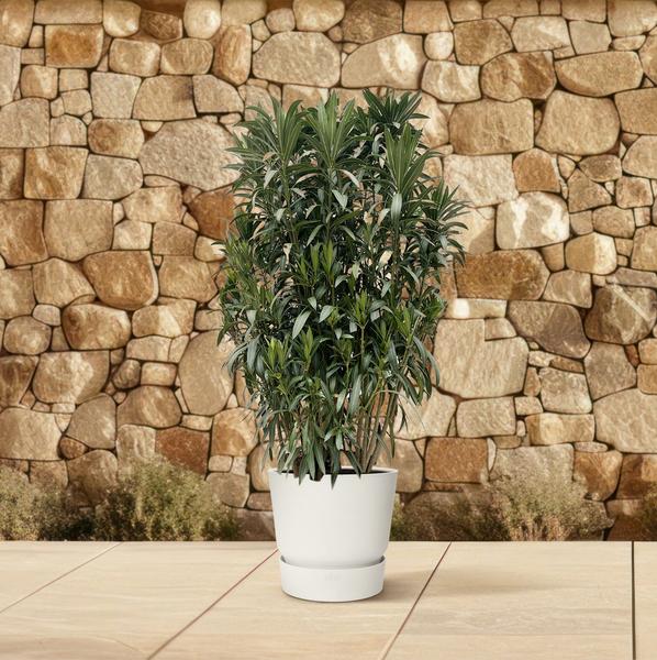 Nerium Oleander struik - 190cm- Ø55  BotanicBridge