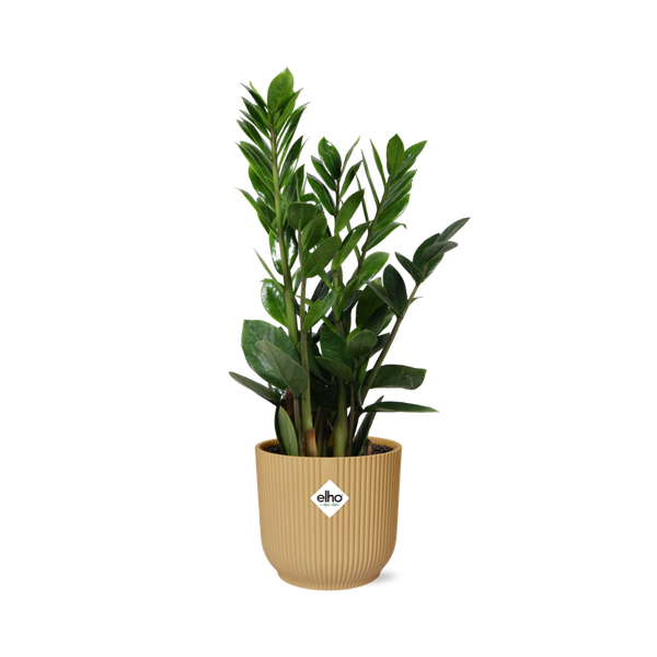 Zamioculcas – Hoogte 45-50 in ELHO Vibes Fold 14cm geel  BotanicBridge