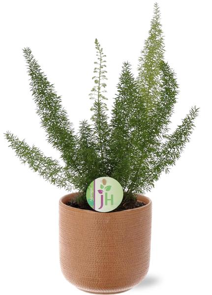 Asparagus D. Meyers - Ø17cm - ↕50cm + Aresso Pot D18x16,5cm - Bruin  BotanicBridge