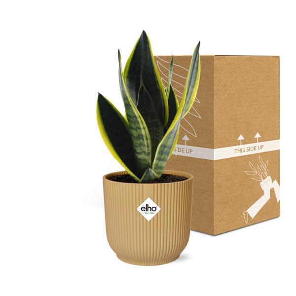 Sansevieria Futura Superba in ELHO Vibes Fold 14cm geel  BotanicBridge