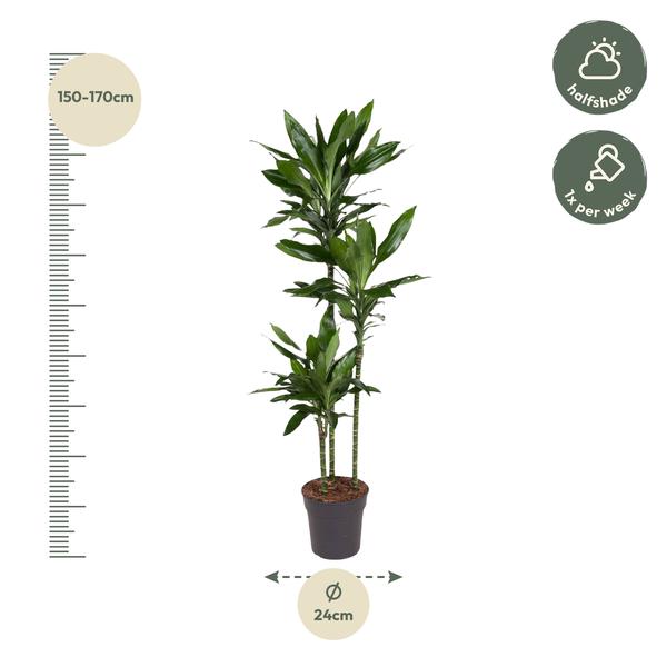 Dracaena Janet Lind - 160 cm - ø24  BotanicBridge