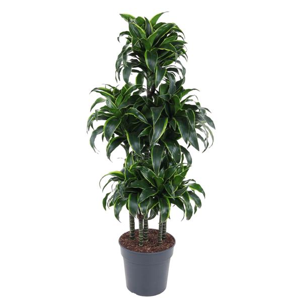 Dracaena Dorado Carrousel - 140 cm - ø31  BotanicBridge