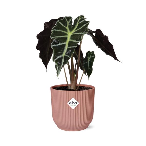 Alocasia ‘Polly’ in ELHO Vibes Fold 14cm roze  BotanicBridge