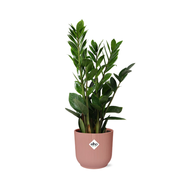 Zamioculcas – Hoogte 45-50 in ELHO Vibes Fold 14cm roze  BotanicBridge