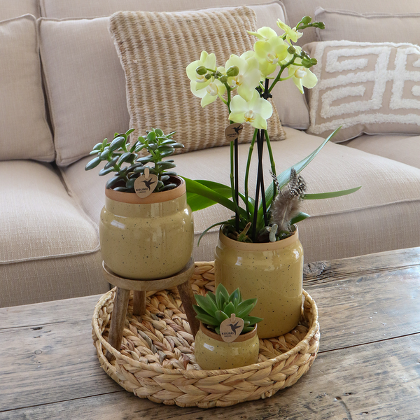 Kolibri Orchids | Groene planten met gele Phalaenopsis orchidee in Vintage khaki sierpotten en hyacinth dienblad  BotanicBridge