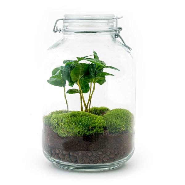 DIY terrarium - Jar - Coffea Arabica - ↕ 28 cm - Rake + Shovel  BotanicBridge