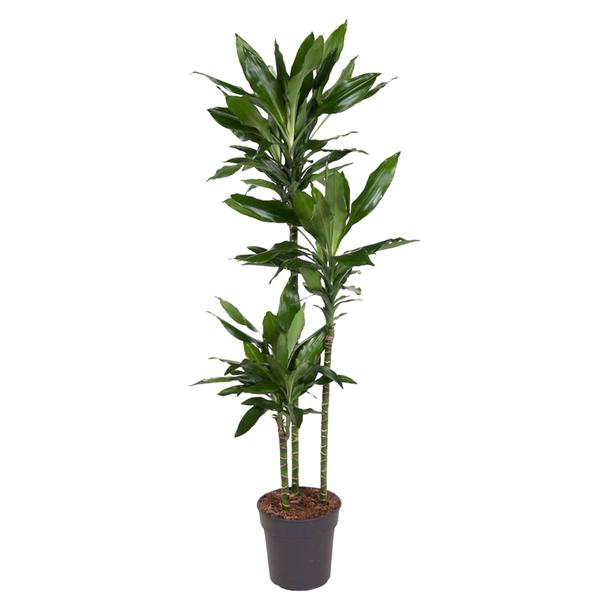 Dracaena Janet Lind - 160 cm - ø24  BotanicBridge