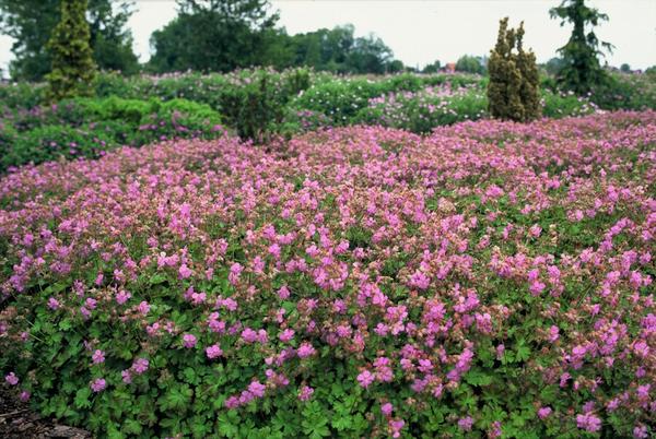 Geranium cant. 'Cambridge' - ↕10-25cm - Ø9cm - 20x  BotanicBridge