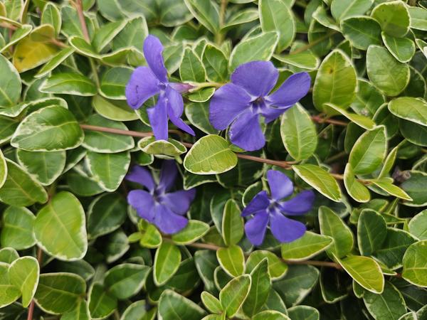 Vinca minor 'Argenteovariegata' - ↕10-25cm - Ø9cm - 20x  BotanicBridge