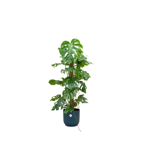 Combi deal - Monstera Pertusum XL inclusief elho Vibes Fold Round Ø30 blauw - 120 cm  BotanicBridge