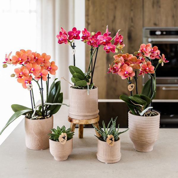 Kolibri Orchids | Rode orchidee Congo + Bali sierpot sand - potmaat Ø9cm | bloeiende kamerplant - vers van de kweker  BotanicBridge