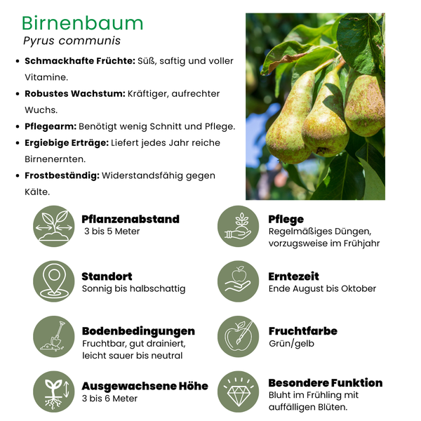 Biologische Perenboom Pyrus - 1 x Ø 20 cm - ↨ 60 cm  BotanicBridge