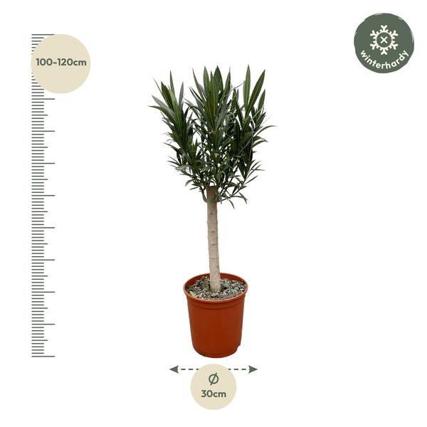 Nerium Oleander op stam met witte bloem - 110cm - Ø22  BotanicBridge