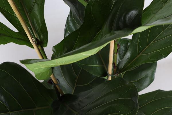 Ficus Lyrata - Ø24cm - ↕120cm in Boule OLIJF pot  BotanicBridge