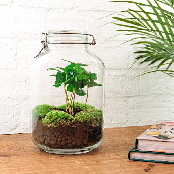 DIY terrarium - Jar - Coffea Arabica - ↕ 28 cm - Rake + Shovel + Tweezer  BotanicBridge