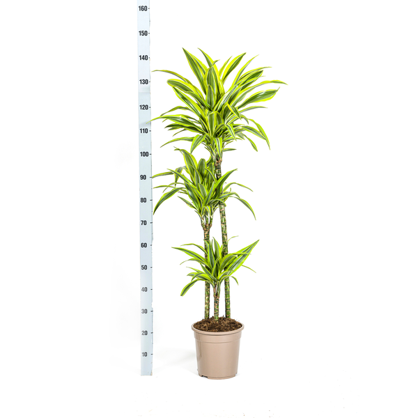 Dracaena Deremensis Lemon Lime Ø24cm - ↕140cm  BotanicBridge