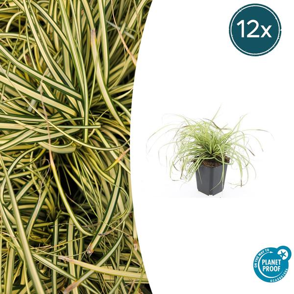 Carex oshim. 'Evergold'  - ↕10-25cm - Ø9cm - 12x  BotanicBridge