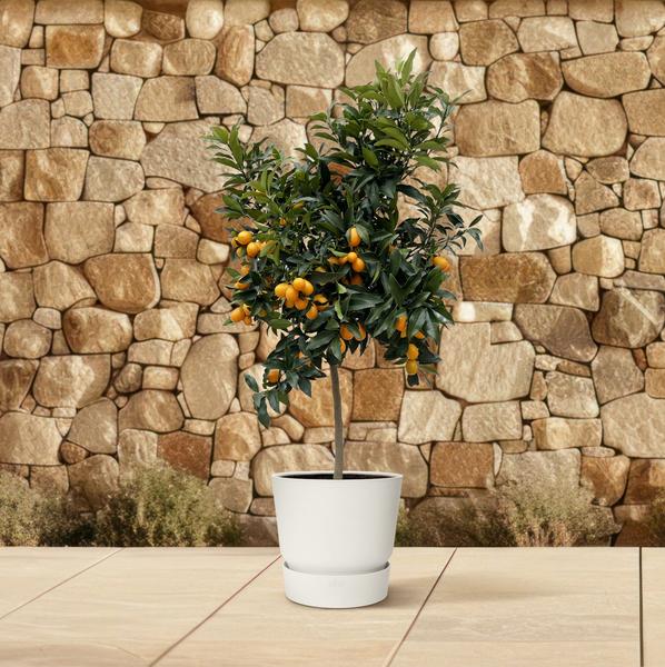 Citrus Kumquat - 150 cm - ø40  BotanicBridge