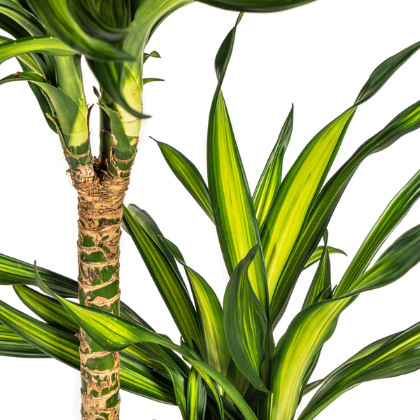 Dracaena Deremensis Rikki Ø24cm - ↕140cm  BotanicBridge