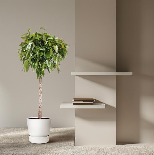 Ficus Amstel King - 180 cm - ø40  BotanicBridge