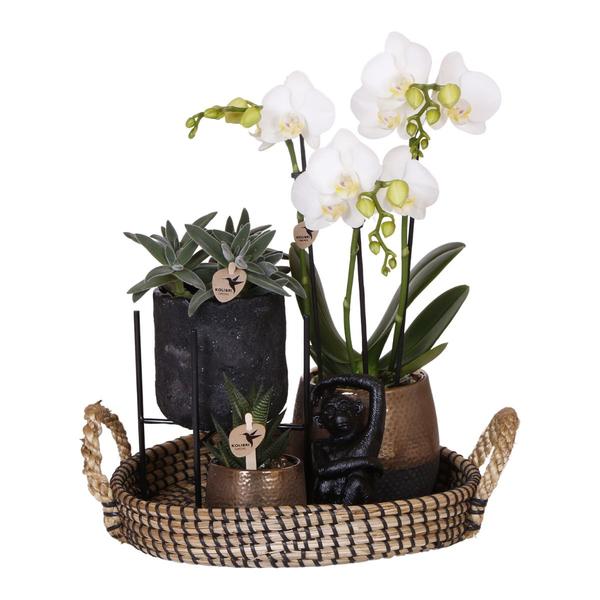 Kolibri Company | Gift set Home Hub | Plantenset met Phalaenopsis Orchidee en Succulenten incl. keramieken sierpotten  BotanicBridge