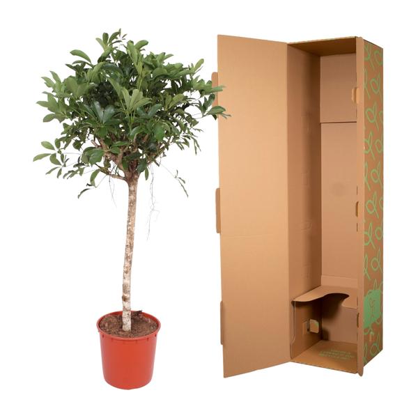 Schefflera Arboricola Compacta boom - 150 cm - ø34  BotanicBridge