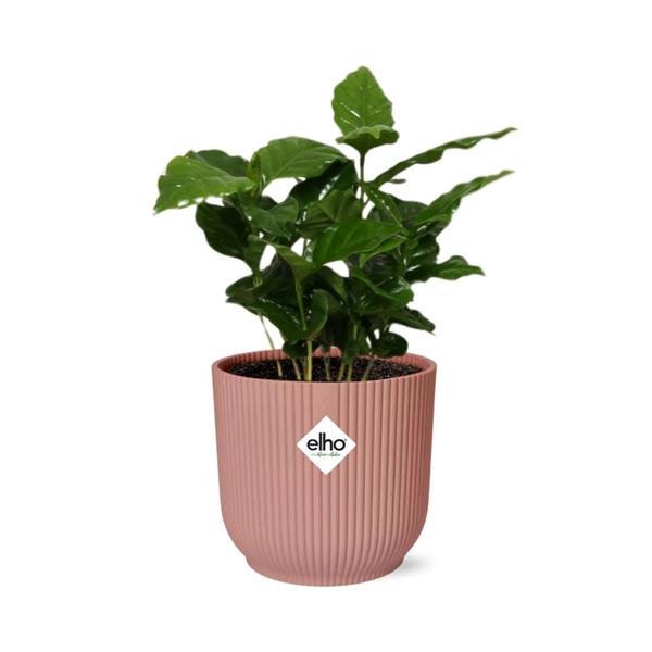 Coffea Arabica in ELHO Vibes Fold 14cm roze  BotanicBridge