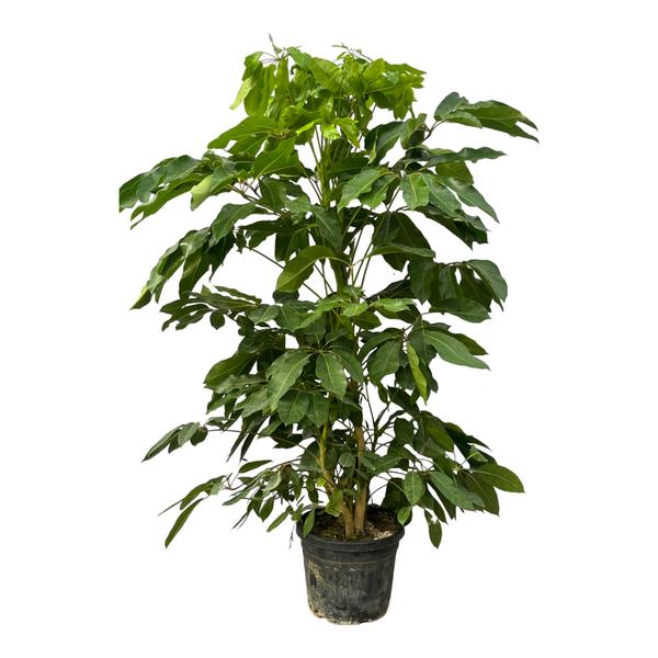 Schefflera Amate - 220 cm - Ø48cm  BotanicBridge