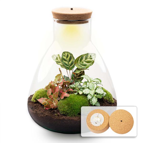 DIY terrarium - Sam Calathea with Light - ↕ 30 cm - Normal  BotanicBridge