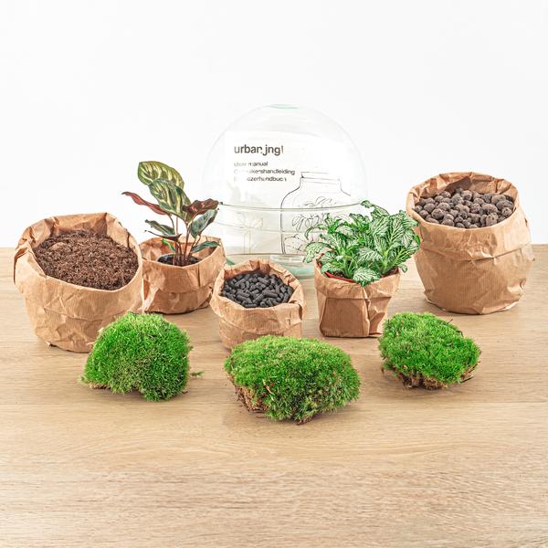 DIY terrarium - Dome - ↕ 20 cm - Normal  BotanicBridge