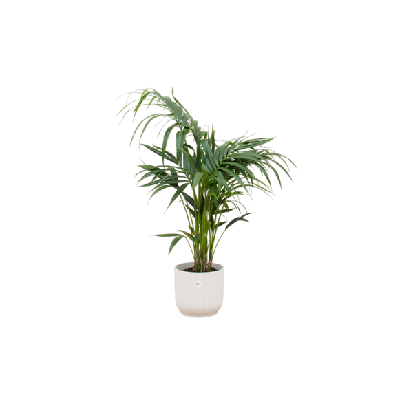 Combi deal - Kentia palm inclusief elho Vibes Fold Round wit Ø25 - 130 cm  BotanicBridge