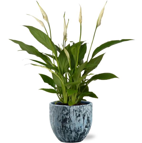 Spathiphyllum Bingo Cupido - Ø12cm - ↕45cm + Sem Pot D14x13cm - Blauw  BotanicBridge