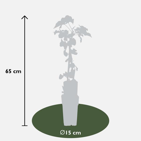 Fallopia baldschuanica - Bruidsluier - Ø15cm - ↕65cm  BotanicBridge