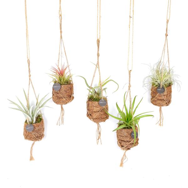 Kokodama Birdnest Tillandsia Mix - 8 stuks - Ø7cm - ↕5cm  BotanicBridge