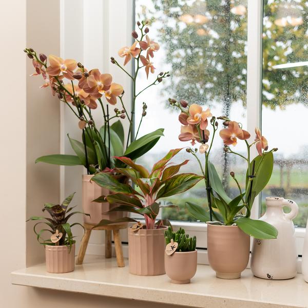 Kolibri Home | Glazed bloempot - Zandkleurige keramieken sierpot met glans - Ø6cm  BotanicBridge