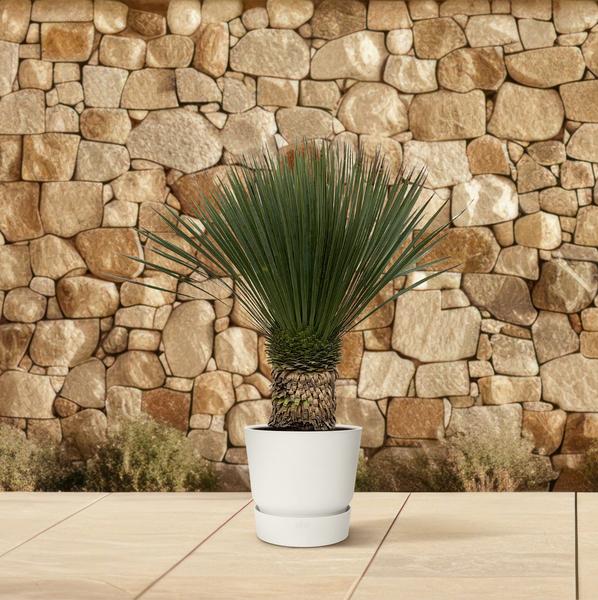 Yucca Rostrata - 110cm- Ø35  BotanicBridge