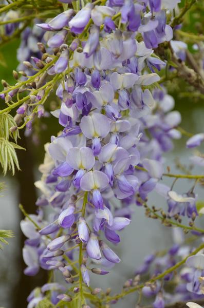 2x Wisteria sinensis 'Caroline' - ↨65cm - Ø15  BotanicBridge