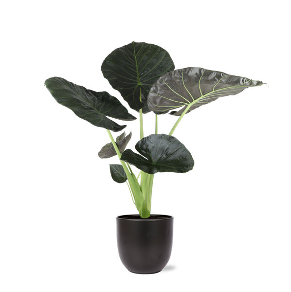 Alocasia Regal Shield Ø24cm - ↕110cm in Boule ANTRACIET pot  BotanicBridge