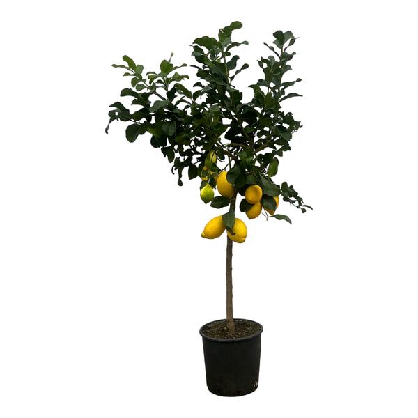 Citrus Lemon (Citroenboom) - 150 cm - Ø24cm  BotanicBridge