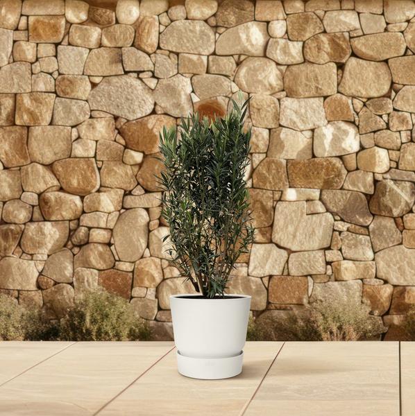 Nerium Oleander struik - 180cm- Ø40  BotanicBridge