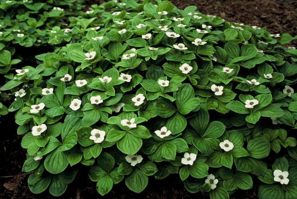 Cornus canadensis - ↕10-25cm - Ø9cm - 6x  BotanicBridge