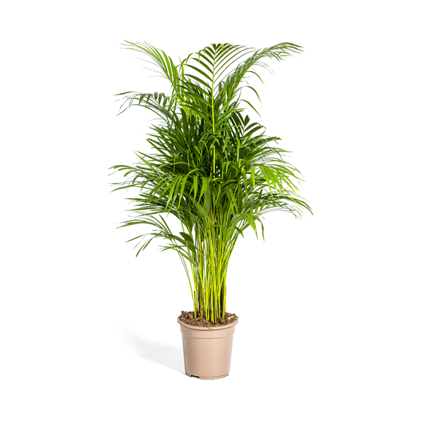 Dypsis Areca Lutescens Ø21cm - ↕110cm  BotanicBridge