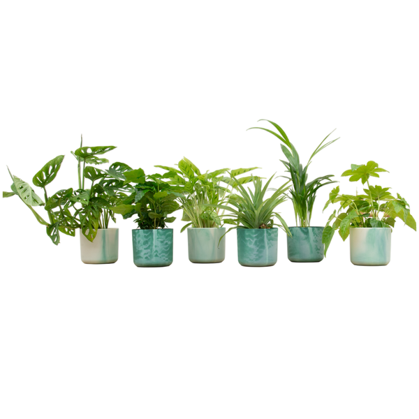 Verrassingsbox - 6 planten inclusief elho Ocean Round pacifisch groen Ø14  BotanicBridge