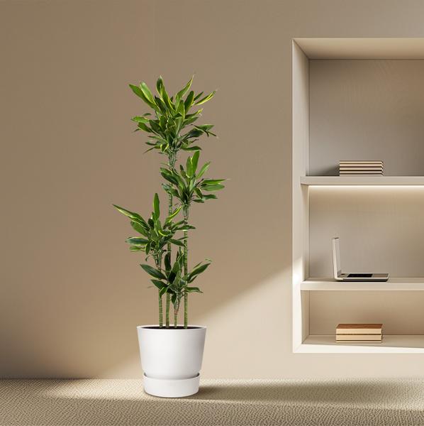 Dracaena Golden Coast - 170 cm - ø27  BotanicBridge