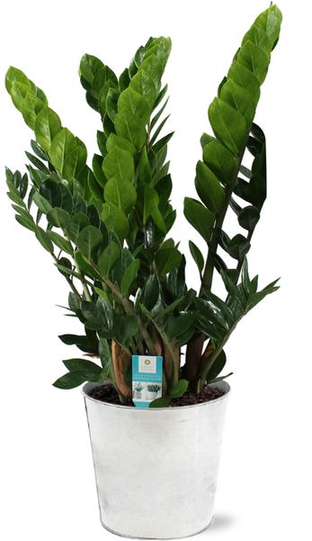 Zamioculcas Zamiifolia - Ø21cm - ↕80cm + Pot D22,5x21cm - Zink  BotanicBridge