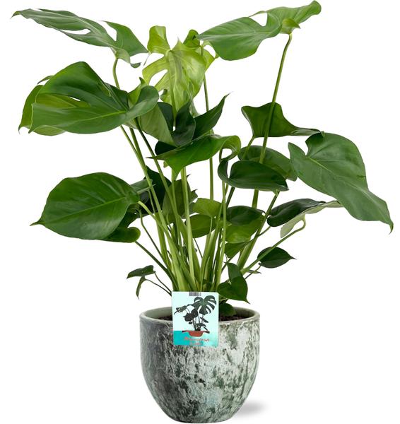 Monstera Deliciosa - Ø19cm - ↕60cm + Sem Pot D20x18cm - Groen  BotanicBridge