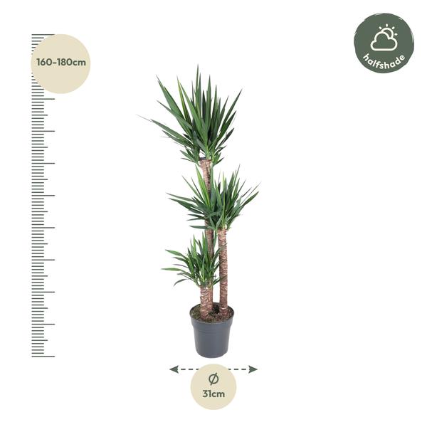 Yucca Elephantipe - 170 cm - ø31  BotanicBridge