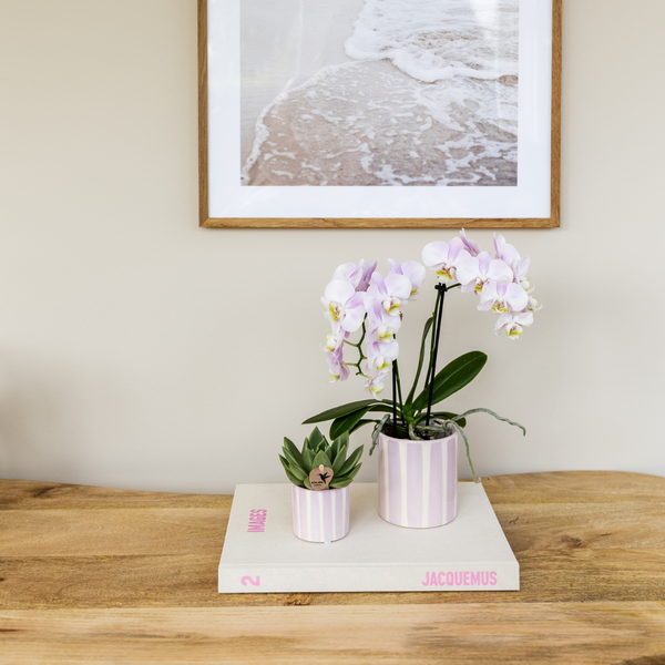 Kolibri Orchids | Roze Phalaenopsis orchidee Portugal + Painted Stripe pot roze - potmaat Ø9cm | bloeiende kamerplant - vers van de kweker  BotanicBridge