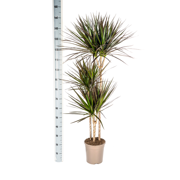 Dracaena Marginata Magenta Ø24cm - ↕140cm  BotanicBridge