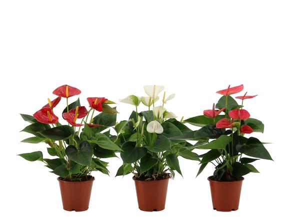 Anthurium 3 Color Mix In Transparant Sleeve - Ø12cm - ↕36cm  BotanicBridge